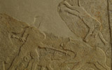 Frammento di sarcofago con scena di caccia. Dopo il restauro, IV-V secolo d.C., scultura a basso rilievo; calcare; 47 x 60 x 10 cm, Portogruaro (Venezia), Museo Nazionale Concordiese | photo: Patrizia Toson - Archivio SBAV